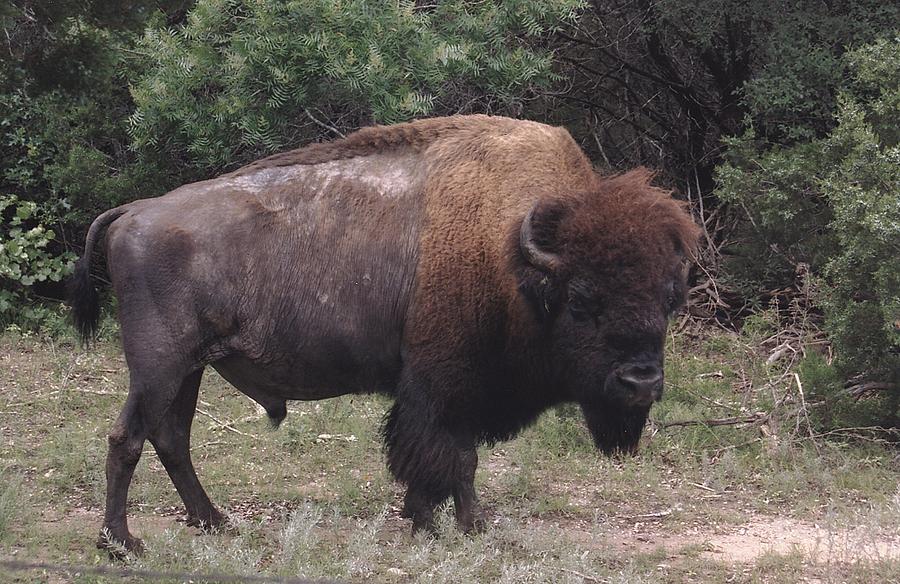 Buffalo Photograph - Texas Buffalo in Open Range by Wendell Baggett