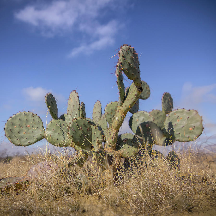 Texas Cacti Photograph by Ryan Heffron