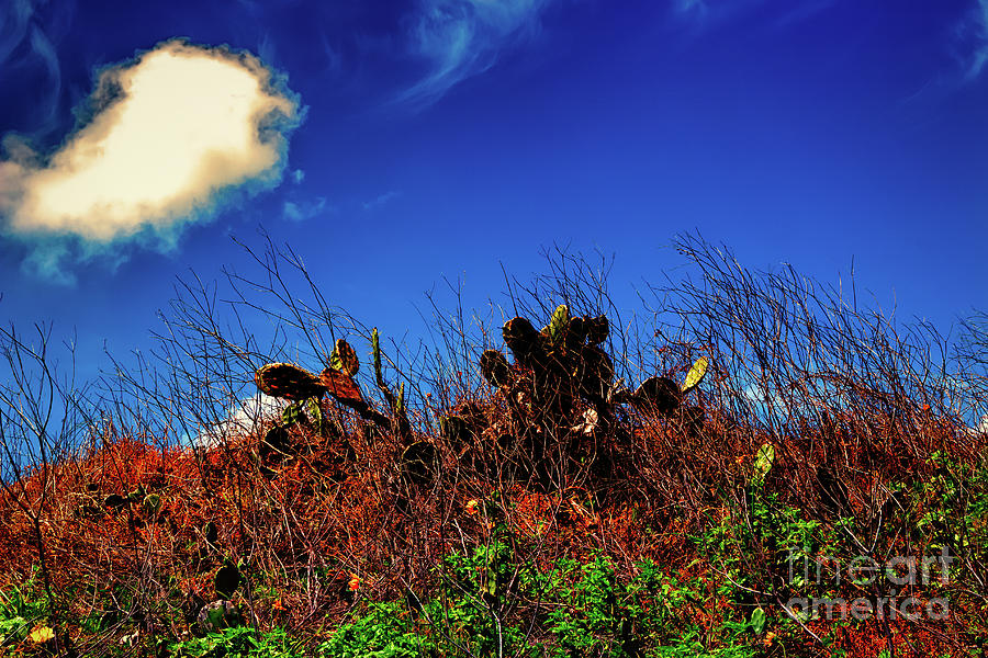 Texas Cactus Photograph by JB Thomas - Pixels