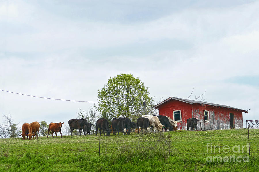 Texas Cattle And Old Red Barn Photograph
