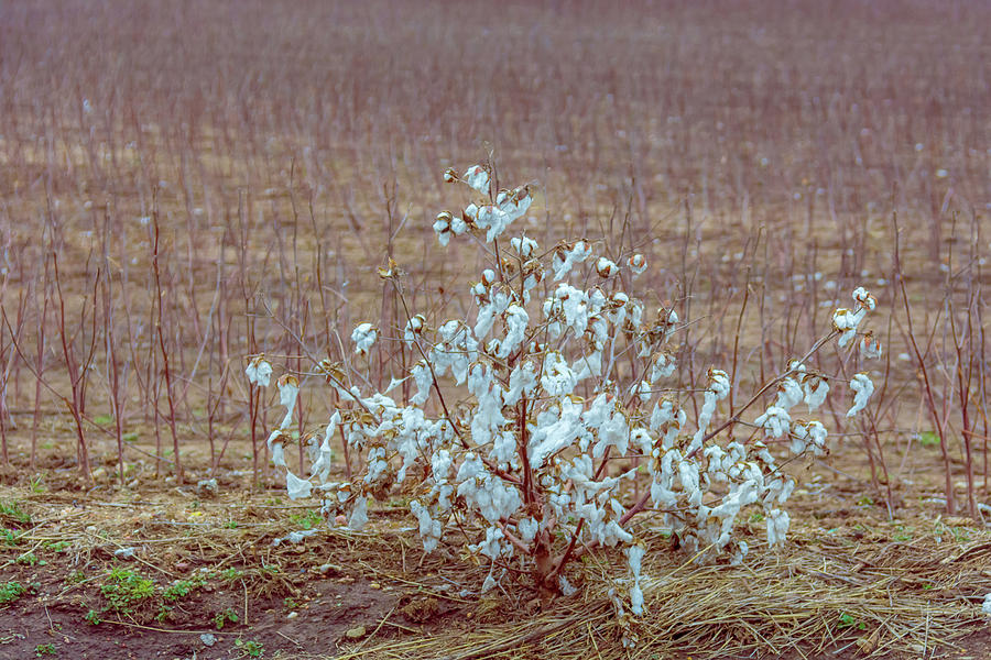 Texas Cotton Fields Photograph by Pamela Williams