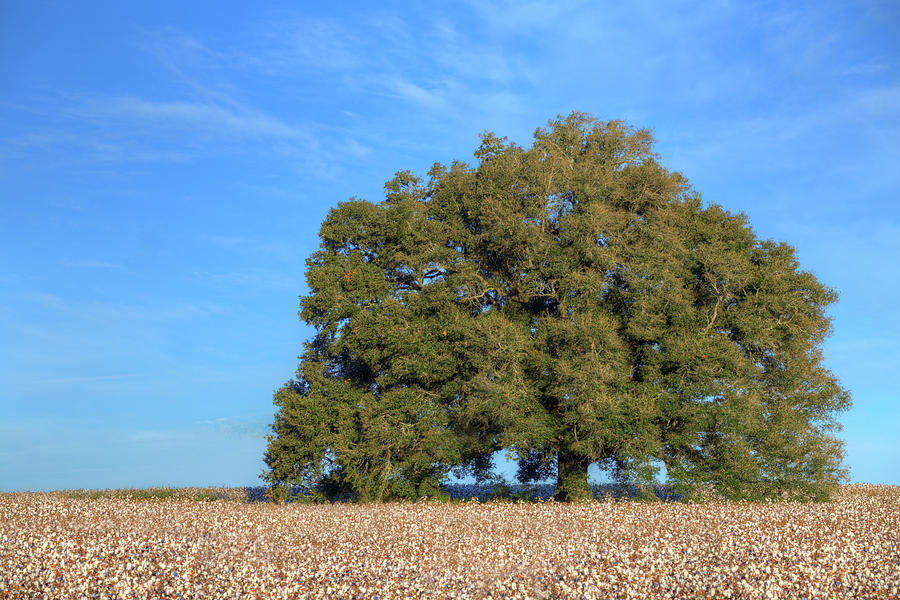 Texas Cotton Photograph by JC Findley