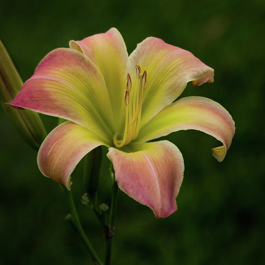 Houston Photograph - Texas Daylily by James Woody