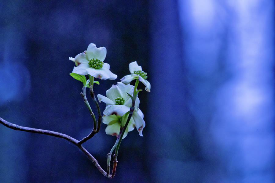 Texas Dogwood Blooms Photograph by Linda Unger