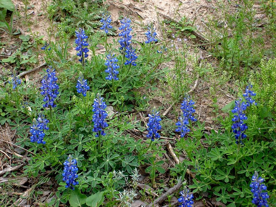 Nature Photograph - Texas Flower the Blue Bonnet by Ofelia Uz  