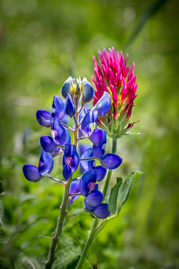 Texas FLowers Photograph by James Woody