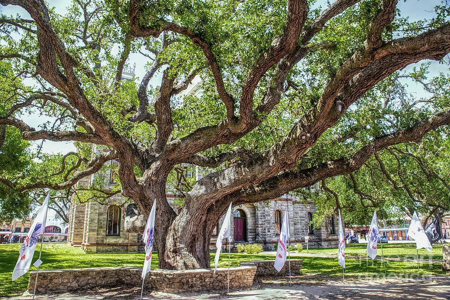 Texas Hanging Tree Photograph by Lynn Sprowl - Pixels