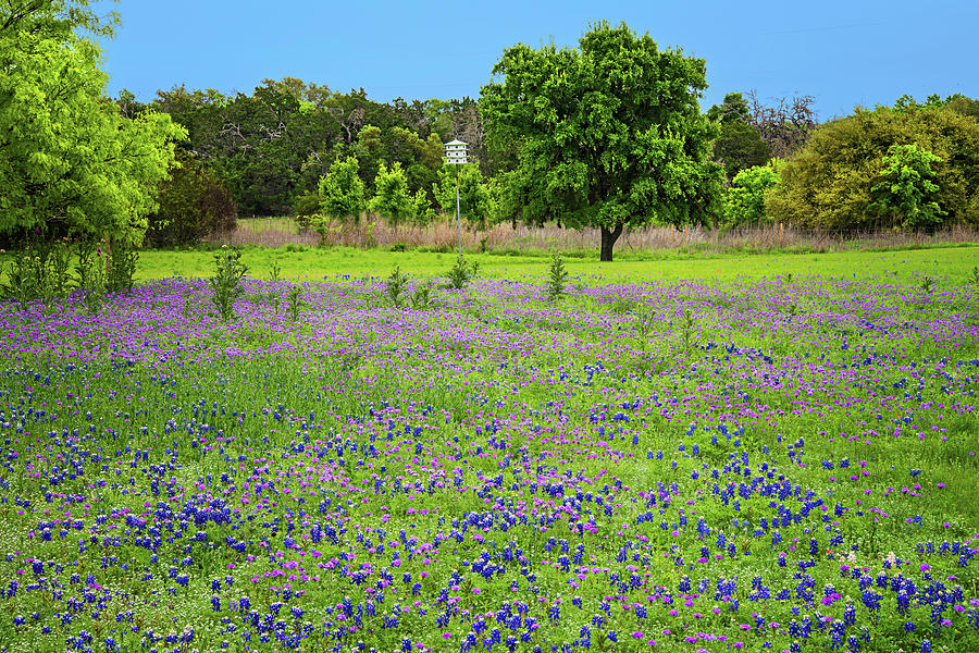 Texas Hill Country Bliss  Photograph by Lynn Bauer