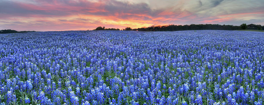 Texas Hill Country Bluebonnet Panorama 1 Photograph by Rob Greebon ...