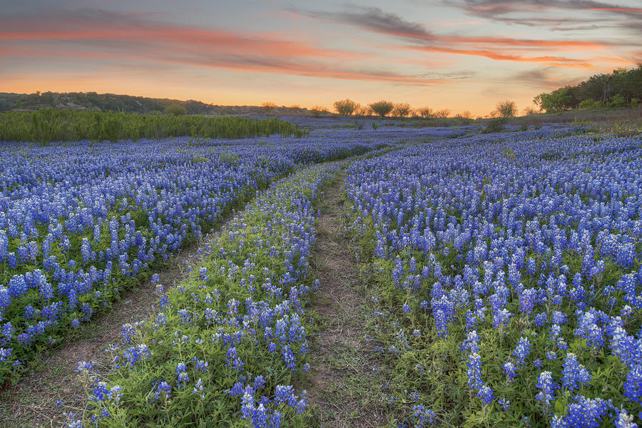 Texas Hill Country Bluebonnet Trail 2 Photograph by Rob Greebon - Fine ...