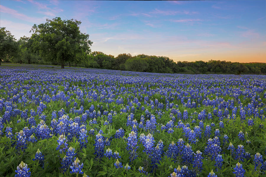 Texas Hill Country Bluebonnets 17 Photograph by Rob Greebon - Fine Art ...