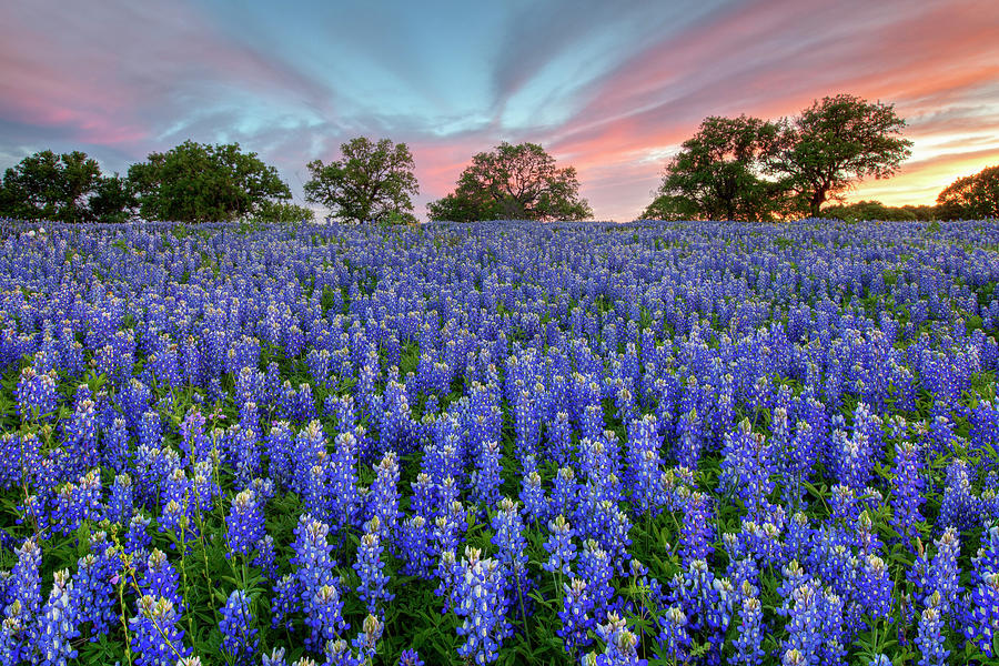 Texas Hill Country Bluebonnets at Sunset 2 Photograph by Rob Greebon