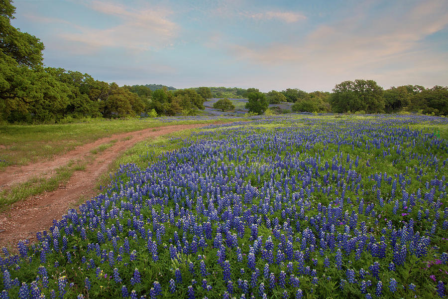 Texas Hill Country Bluebonnets in the Morning 1 Photograph by Rob ...