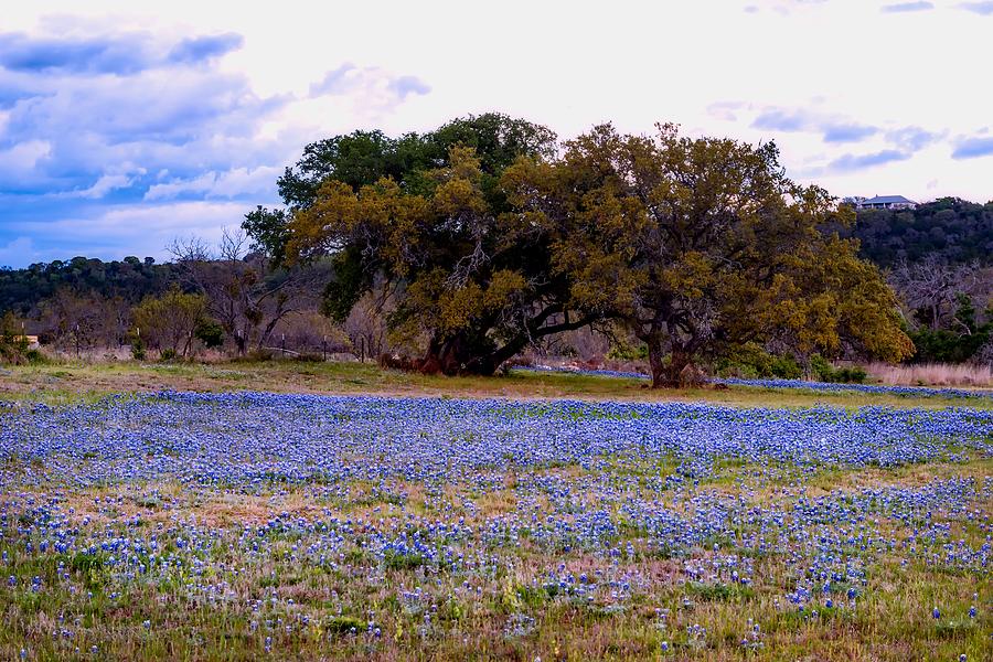 Texas Hill Country Bluebonnets  Photograph by Mountain Dreams
