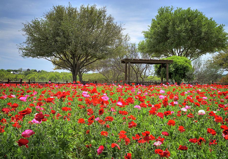 Texas Hill Country Poppies Photograph by Lynn Bauer