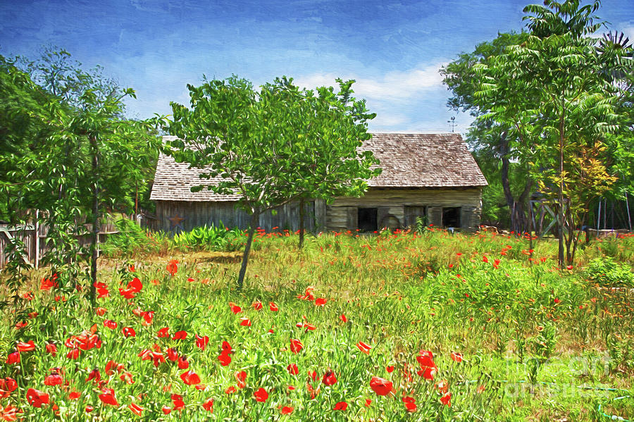 Texas Hill Country Poppies Digital Art by Priscilla Burgers