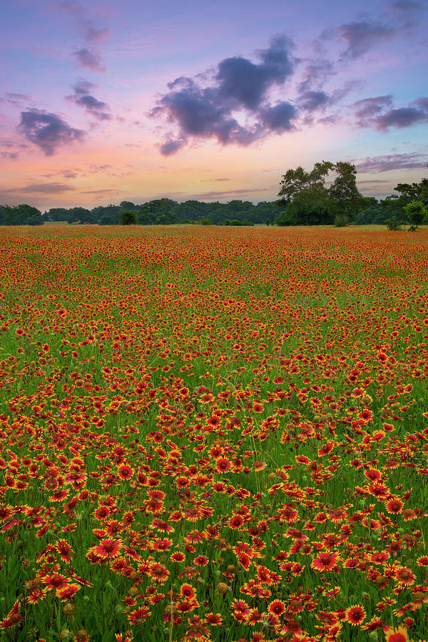 Texas Hill Country Red Wildflowers 2 Photograph by Rob Greebon