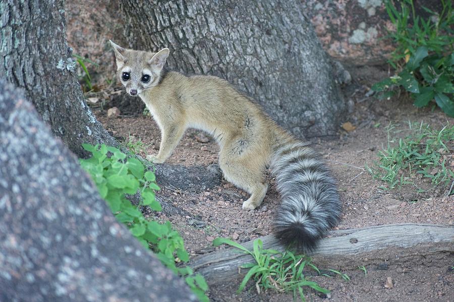 Texas Hill Country Ringtail Cat  002 Photograph by Carlos 