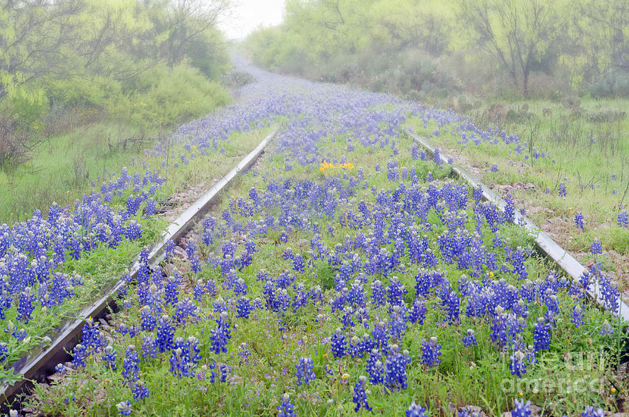 Texas Hill Country RR Tracks Photograph by Darla Rae Norwood