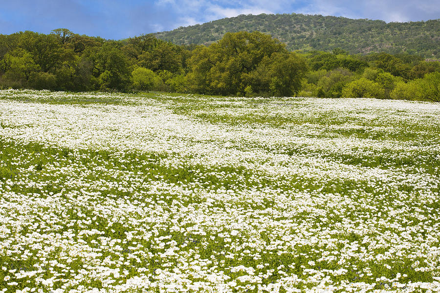 Texas Hill Country Spring 2 Photograph by Paul Huchton