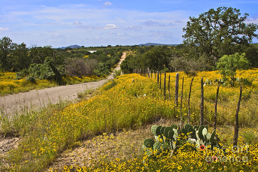 Texas Hill Country Wild Flowers Photograph by Tim Hightower