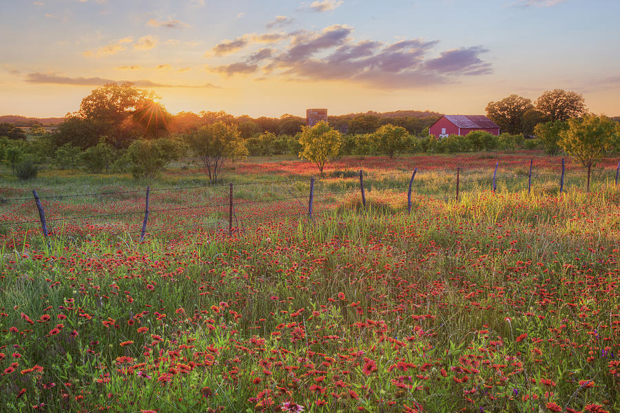 Texas Hill Country Photograph - Texas HIll Country Wildflowers at Sunset 1 by Rob Greebon