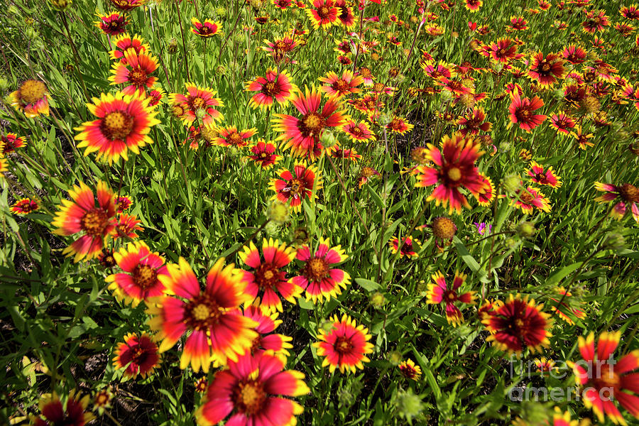 Texas Hill Country Wildflowers Indian Blanket Firewheels Marb   Texas Hill Country Wildflowers Indian Blanket Firewheels Marb Herronstock Prints 