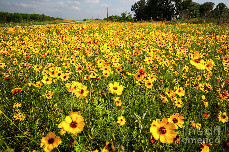 Landscape Photograph - Texas Hill Country wildflowers - Stunning field of Yellow Daisy  by Dan Herron