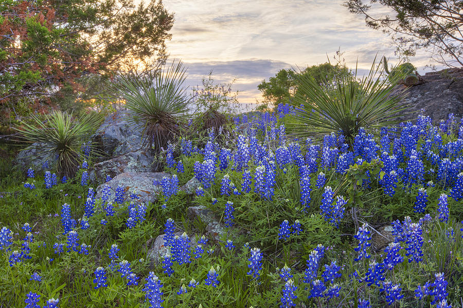 Bluebonnets Photograph - Texas Hill Country Yucca and Bluebonnets 1 by Rob Greebon