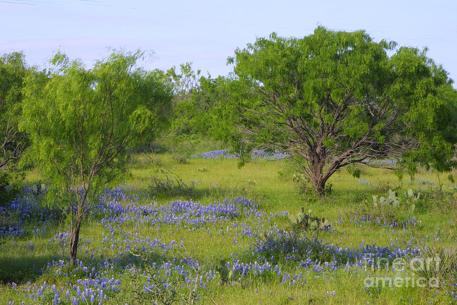 Texas in Spring Time Photograph by Linda Phelps