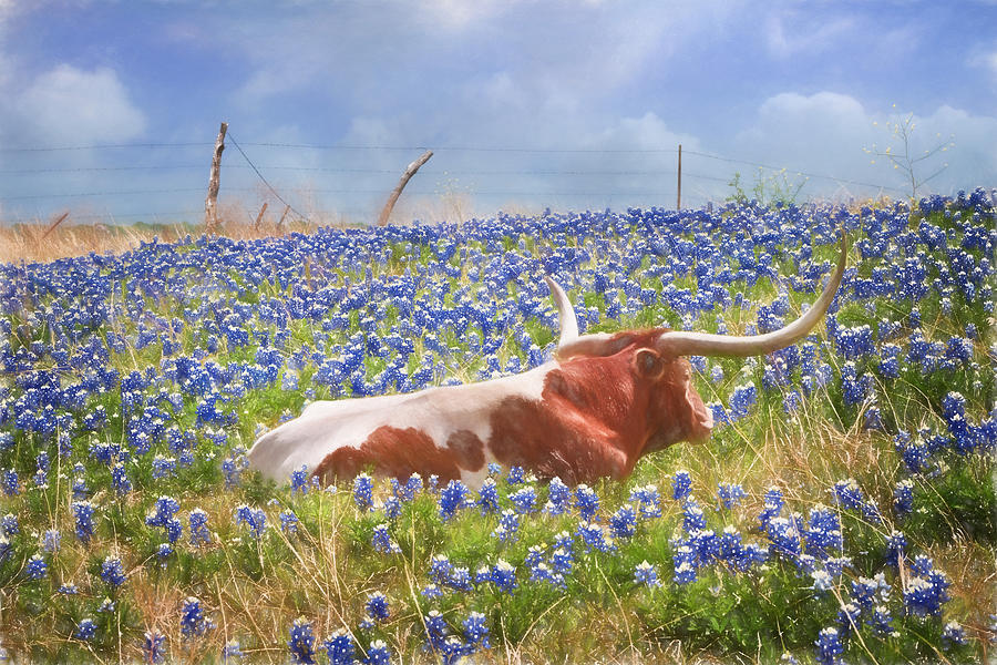Animal Photograph - Texas Is Longhorns and Bluebonnets by David and Carol Kelly