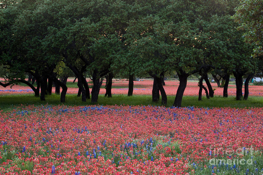 Sunset Photograph - Texas live oaks surrounded by a field of Indian paintbrush and b by Dan Herron