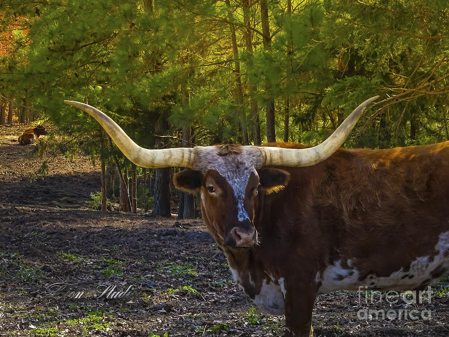 Texas Long Horn Bull Photograph by Melissa Messick