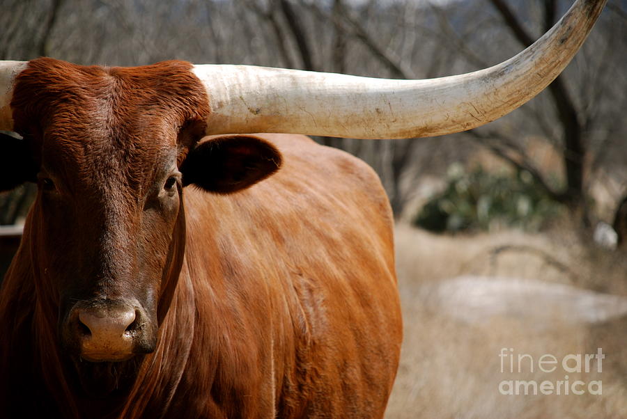 Texas longhorn  Photograph by AK Photography