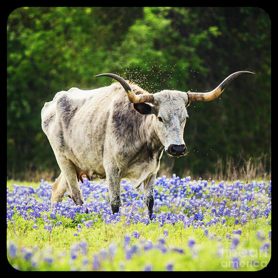 Spring Photograph - Texas Longhorn and Bluebonnets by Katya Horner