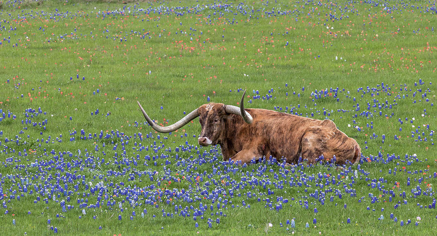 Texas Longhorn And Bluebonnets Photograph