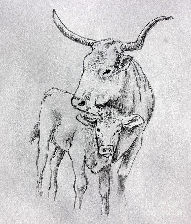 Texas Longhorn and her calf Drawing by Pechez Sepehri