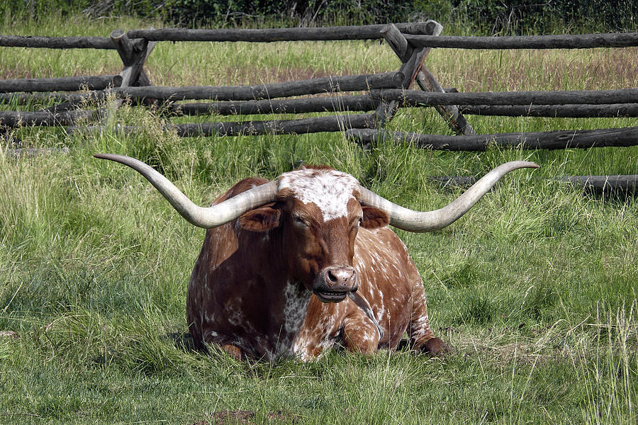 TEXAS LONGHORN BULL at REST Photograph by Daniel Hagerman