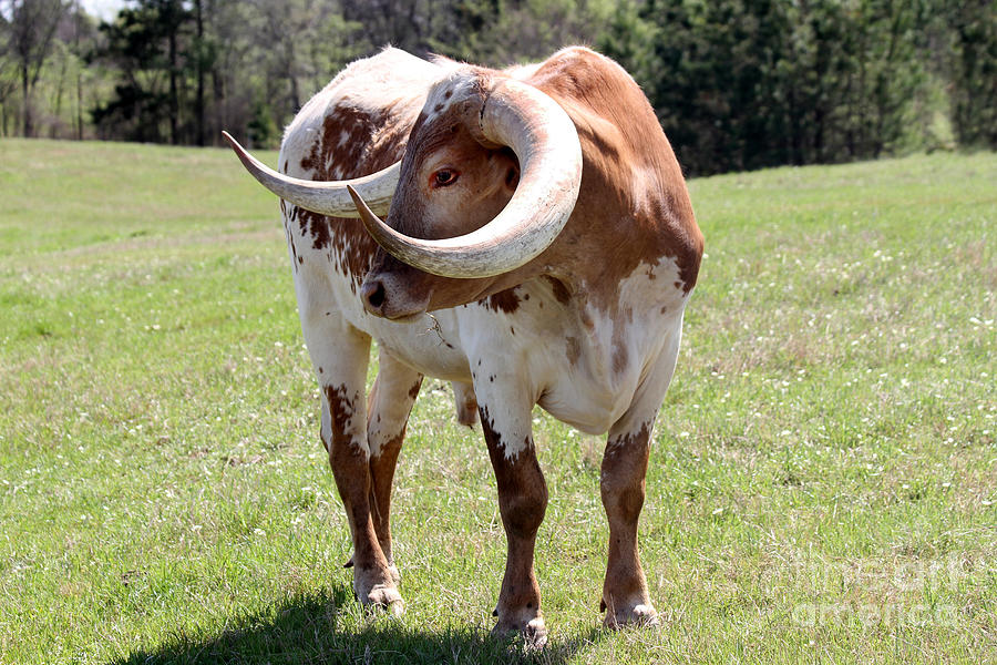 Texas Longhorn Bull Photograph by Catherine Sherman