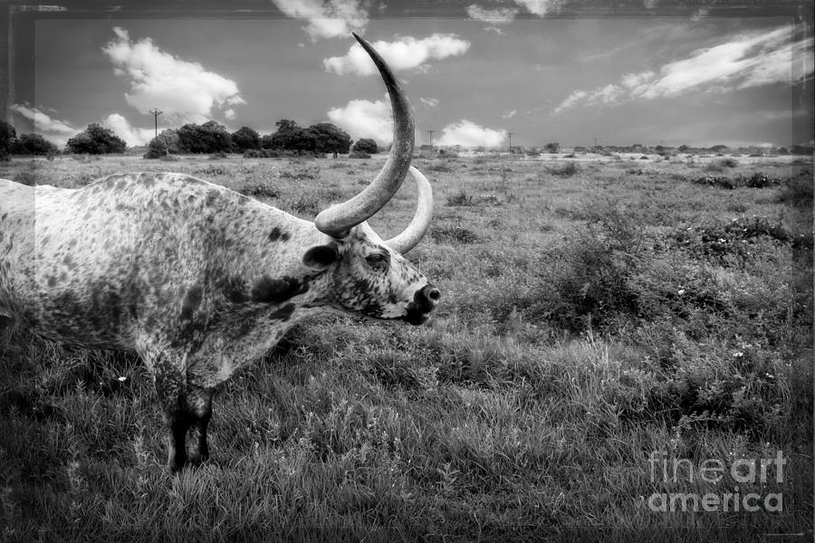 Texas Longhorn Bull Photograph by Ella Kaye Dickey