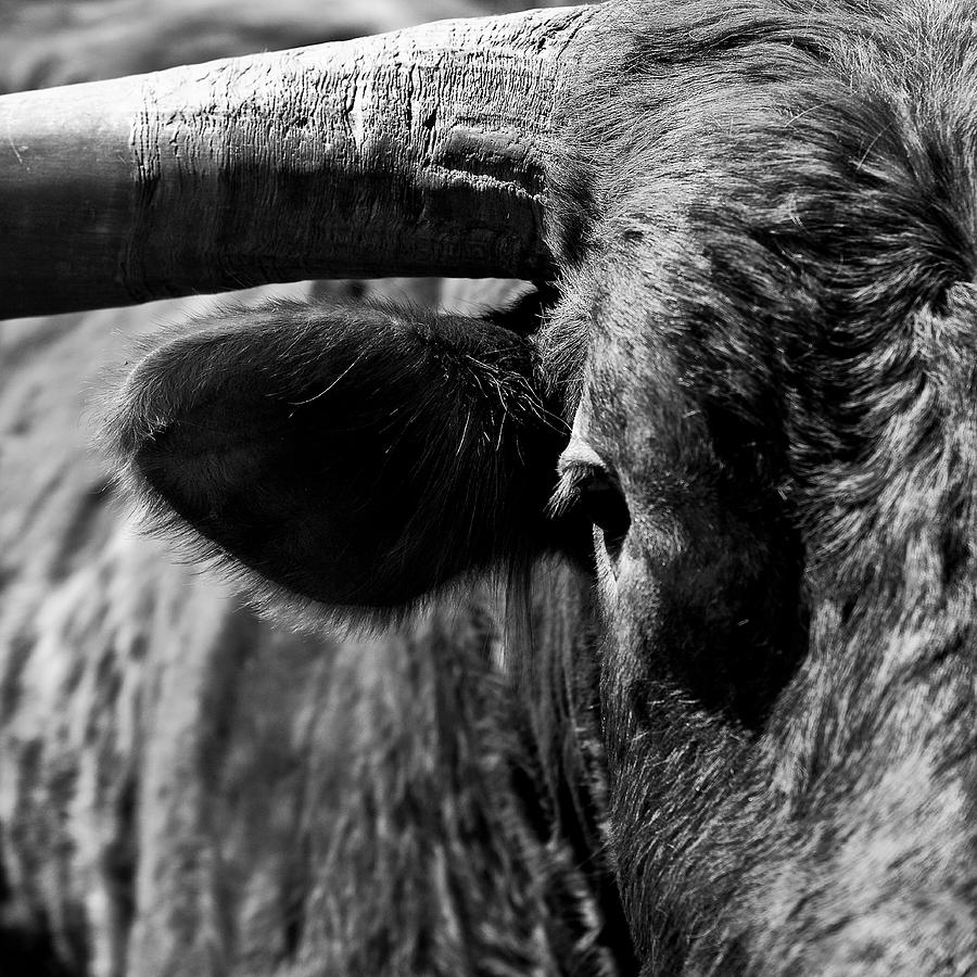 Texas Longhorn Bulls Eye Photograph