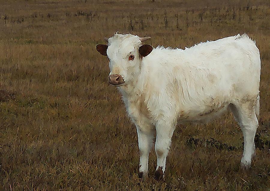 Texas Longhorn Calf Photograph by Kathleen Voort