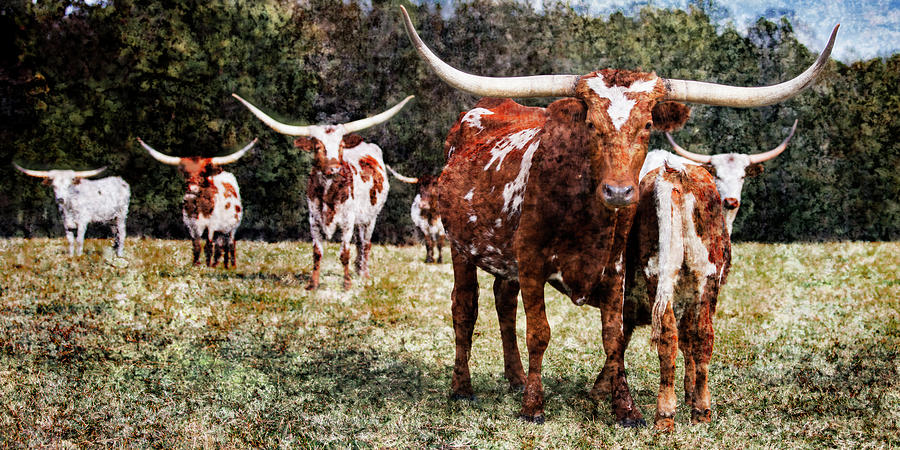 Texas Longhorn Cattle 5314.03 Photograph by M K Miller