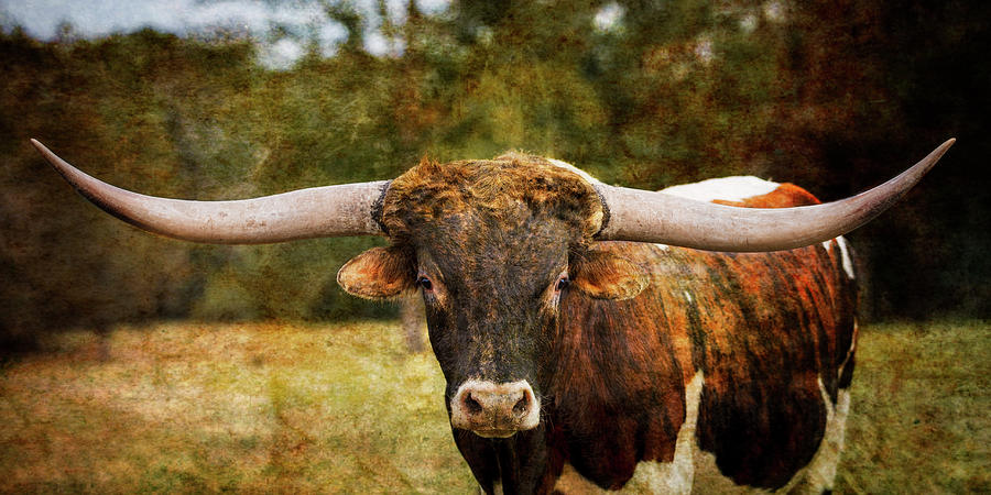 Texas Longhorn Cattle 5314.05 Photograph by M K Miller