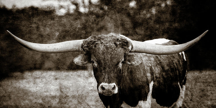 Texas Longhorn Cattle In Sepia 5314.50 Photograph by M K Miller