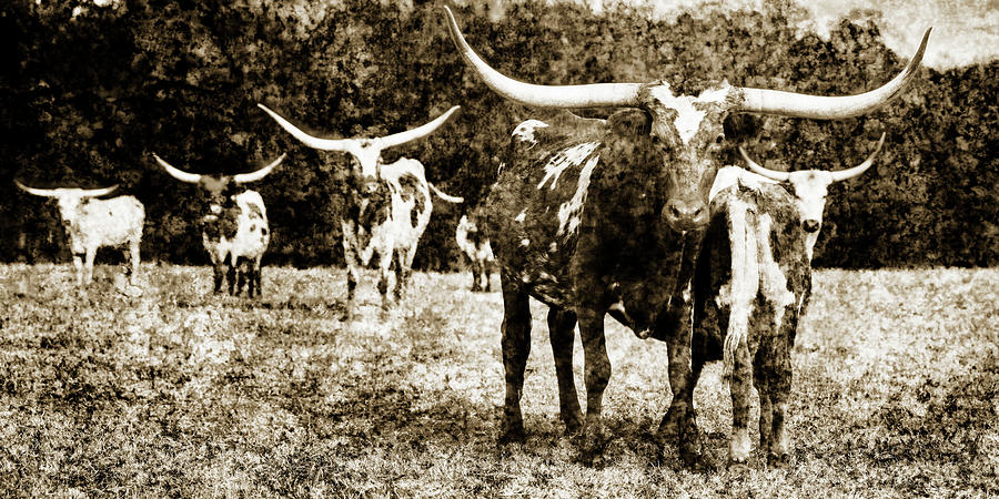 Texas Longhorn Cattle In Sepia 5314.51 Photograph by M K Miller