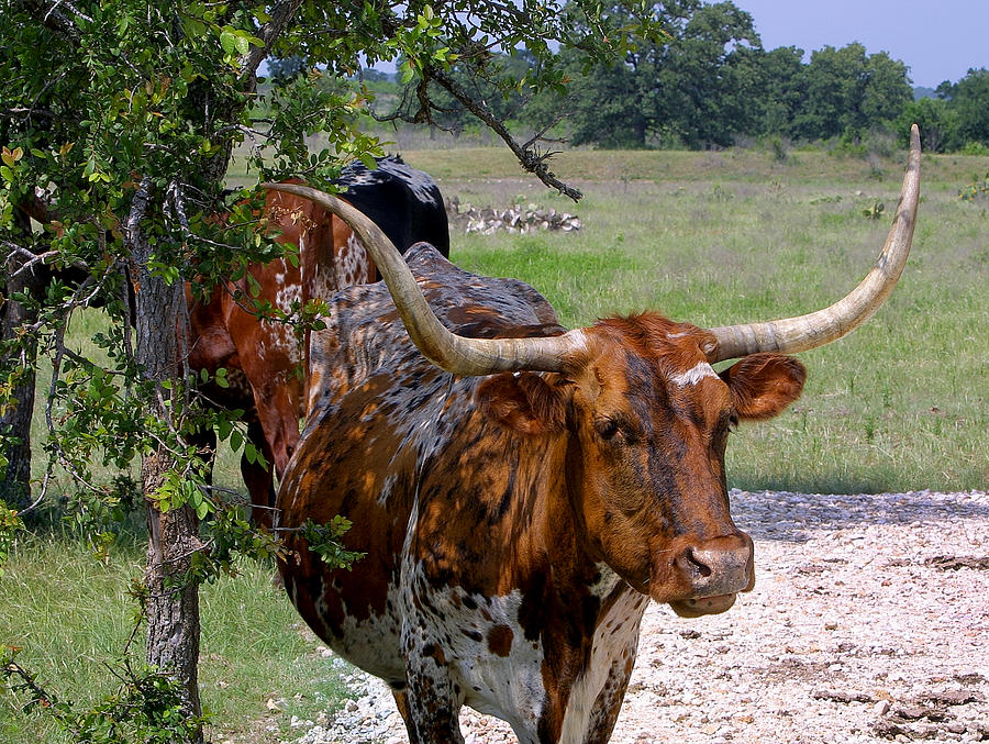 Texas Longhorn Close Up Photograph by Linda Phelps