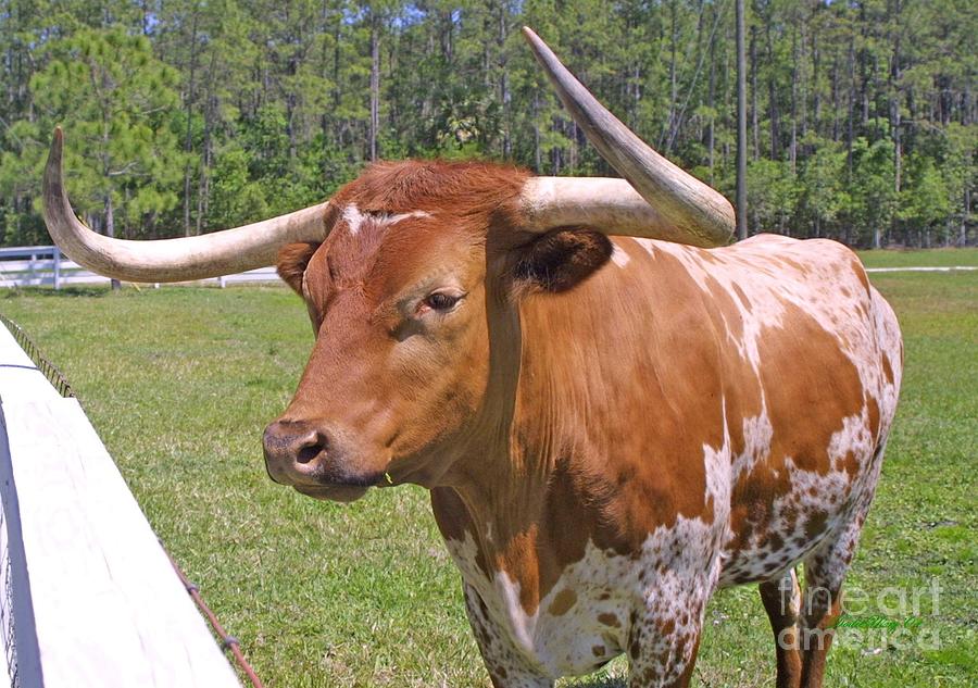 Texas Longhorn Photograph by Dodie Ulery