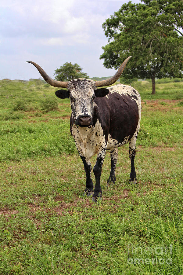 Bull Photograph - Texas Longhorn by Ella Kaye Dickey