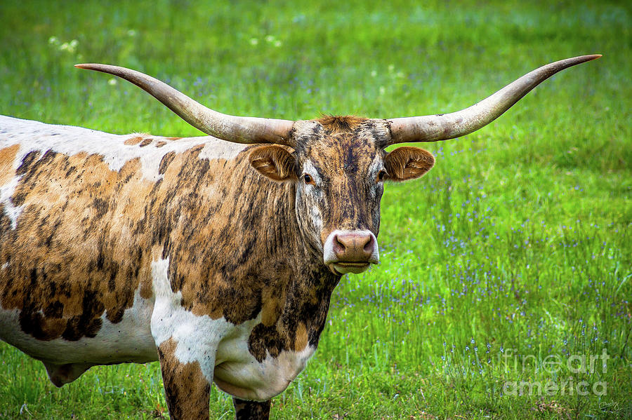 Texas Longhorn Photograph by Imagery by Charly